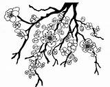 Apple Blossom Coloring Popular Drawing sketch template