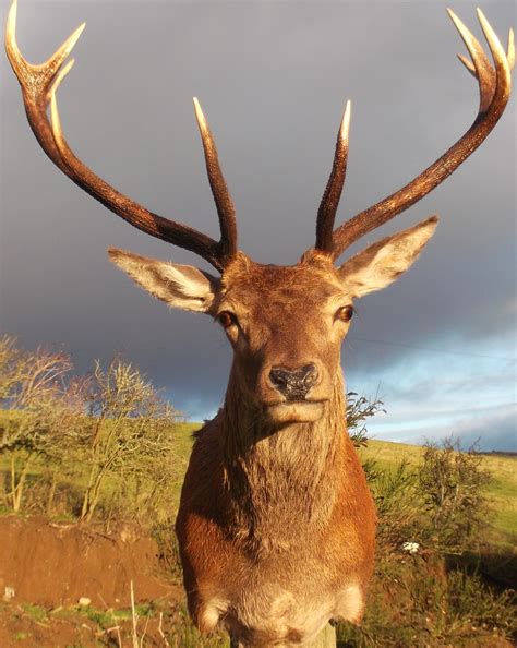 red deer stag taxidermy antler head mount sold sold sold red stag