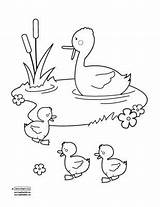Pond Ducks Quiet sketch template