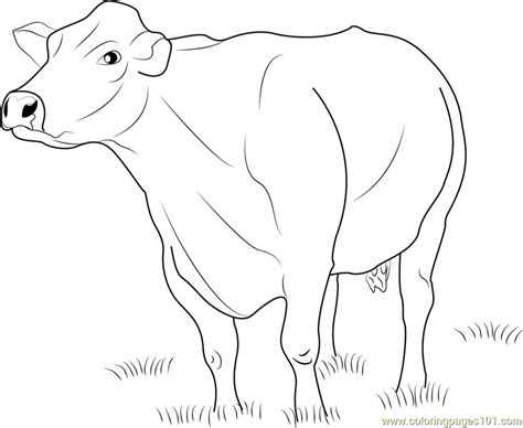 jersey dairy cattle coloring page   coloring pages