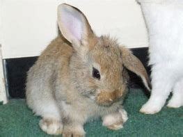 image result  bunny ears  images rabbit ears bunny ear bunny