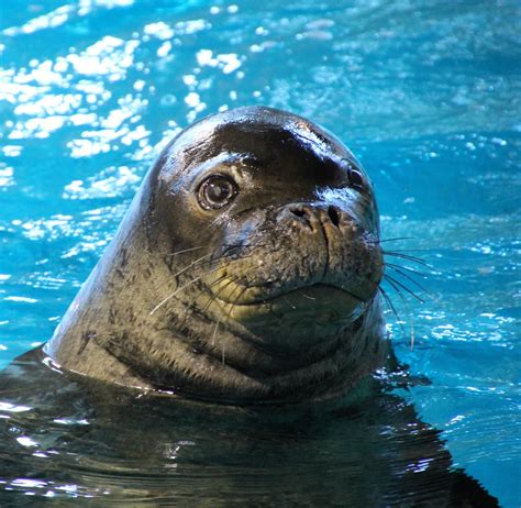 minnesota zoo  twitter animalfact monk seals    seals