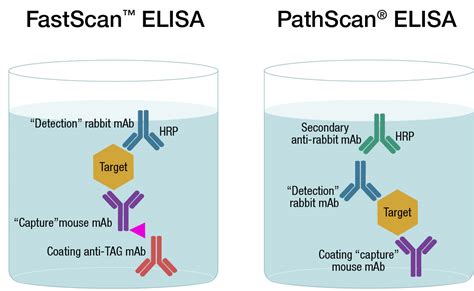 types  elisa  overview cell signaling technology