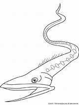 Eel Gulper Coloring Pages Kids Previous Colouring sketch template