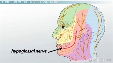which cranial nerve in the diagram has a somatic motor function