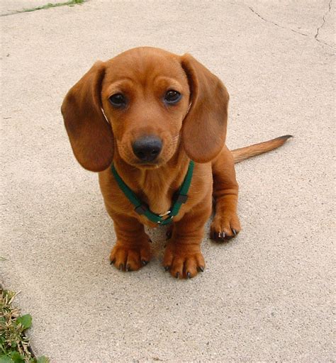 red miniature dachshund puppies picture bleumoonproductions