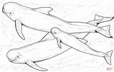 Whale Beluga Coloring Pages Whales Marine Drawing Coloriage Printable Dessin Colorier Animal Sperm Drawings Small Animals Swimming Imprimer Killer sketch template