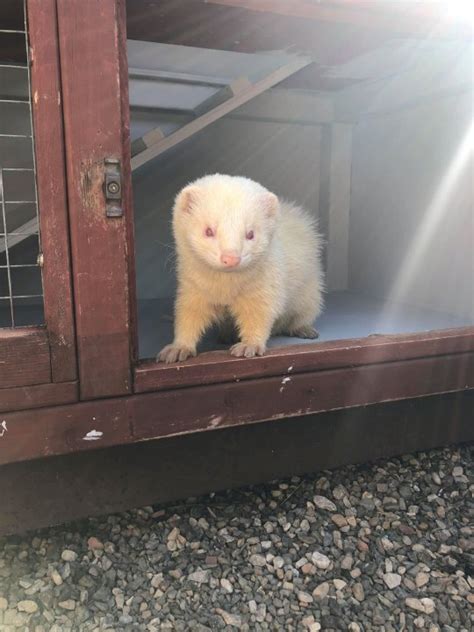 owner of stolen albino ferret reunited with him after facebook pleas