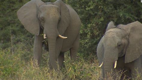 african country with the most elephants ends hunting ban cnn video