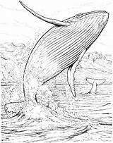 Coloring Whale Humpback Killer Getdrawings Getcolorings Color sketch template