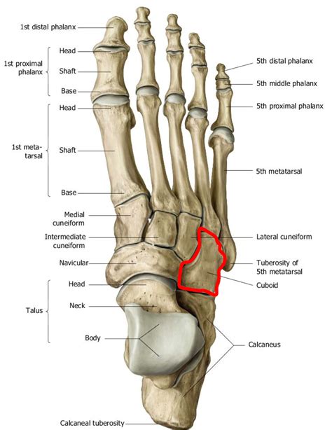 ankle  foot   dominion university studyblue