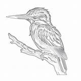 Kingfisher Ibis sketch template