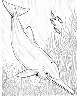 Dolphin Coloring Pages Drawing River Realistic Pink Kids Dolphins Printable Boto Ganges Getdrawings sketch template