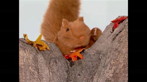 baby monet discovering  seasons fall youtube