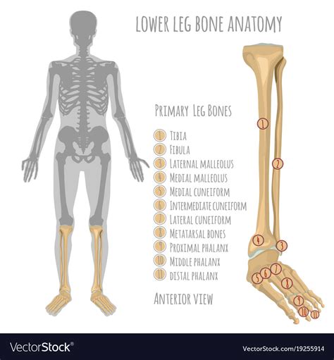 leg bone anatomy royalty  vector image