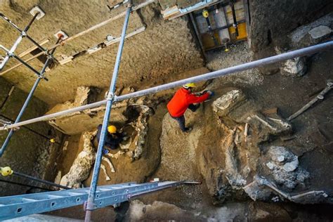 pompeii horse prepped  rescue victims  preserved  stables