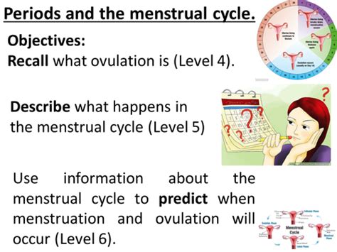 periods menstrual cycle menstruation ovulation 28 day cycle