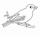 Bird Coloring Canary Pages Hungry Preschool Kids sketch template