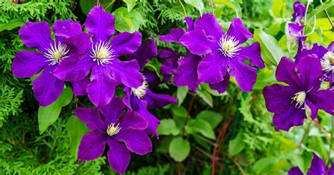 flowering clematis plants  shade horticulturecouk