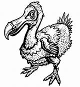 Dodo Designlooter Extinction Primeval Iconic sketch template