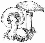 Clipart Mushroom Mushrooms Outline Transparent Webstockreview Collection sketch template