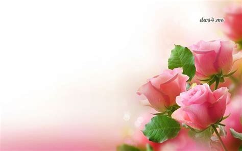 background  bunga mawar gambar bunga