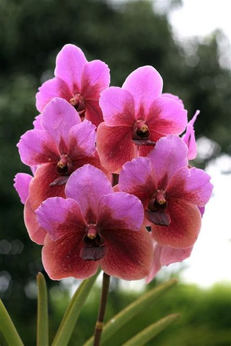 179 Best Ideas About Orchids On Pinterest Singapore Orchid Flowers