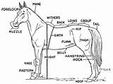 Horse Parts Diagram Anatomy Label Printable Drawing Worksheet Coloring Body Horses Pages Animals Hoof Print Worksheets Basic Labels Kids English sketch template