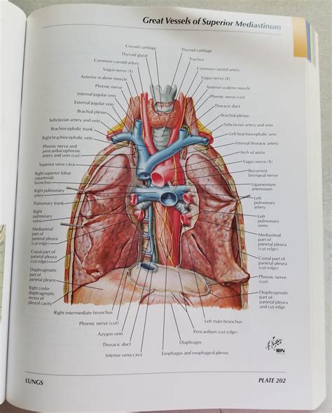 saldar adelantar plasticidad frank  netter atlas  human anatomy