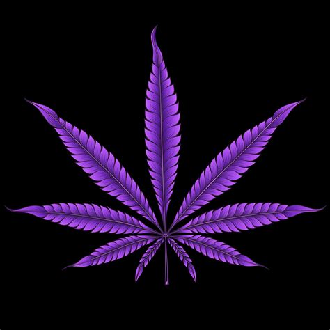 cannabis leaf  behance