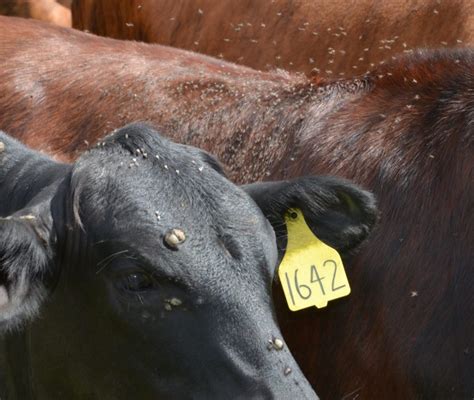 horn flies on beef cattle agrilife today