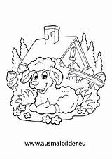Bauernhof Schaf Weide Einer Ausdrucken Malvorlagen Schafe sketch template