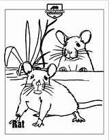 Rats Rat Mammal Mammals sketch template