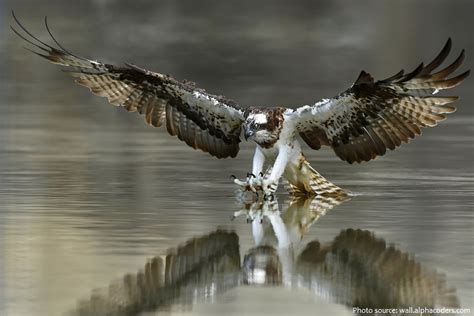 interesting facts  ospreys  fun facts
