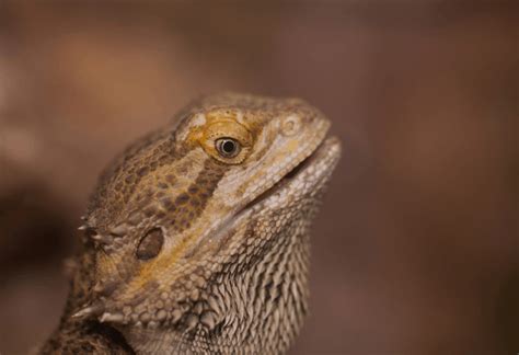 why your bearded dragon stares at you
