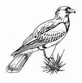 Falcon Bird Harris Coloring Pages Texas Drawing Netart Getdrawings Drawings sketch template