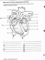 Heart Diagram Blank Human Labels Drawing Worksheet Unlabeled Anatomy Labeling System Unlabelled Label Simple Worksheets Cliparts Class Circulatory Quiz Parts sketch template