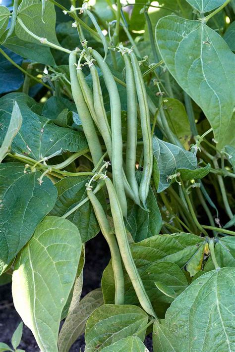 green beans  homes gardens