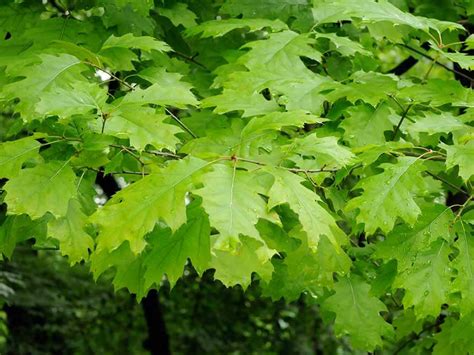 Quercia Palustre Quercus Palustris Giardinaggio Mobi