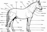 Horse Anatomy Coloring Printable Pages Horses Kids Parts Print Stall Labeled Color Breyer Book Puzzles Study Chart Unit Animal Jumping sketch template