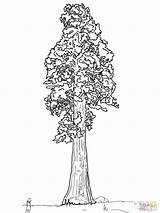 Sequoia Tree Coloring Pages California Giant Drawing Redwood Sentinal State Simple Line Trees Trunk Printable Flag Getdrawings Baobab Color Getcolorings sketch template