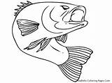 Bass Drawing Smallmouth Coloring Getdrawings sketch template