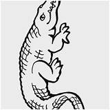 Gators Clipartmag sketch template