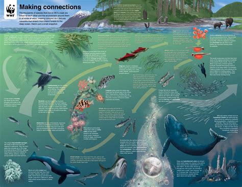 bc marine life cycle diagram watershed moment