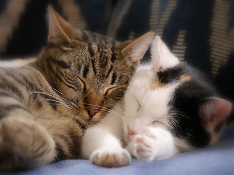 kitty cat cats  sleep animal