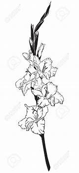 Gladiolus Flower Drawing Clipart Tattoo Flowers Tattoos Line Illustration Coloring Clipground Clip Gladioli 1000 Gladiolas Getdrawings 123rf sketch template