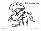 Scorpion Coloring Pages Color Scorpio Print Kids Printable Animals Drawing Kombat Mortal Easy Animal Getdrawings Sheets Getcolorings Exploringnature Lovely sketch template