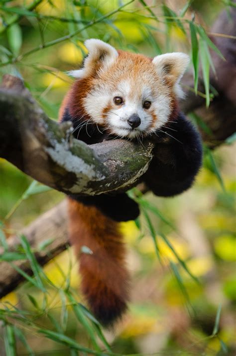 cute  red panda raww