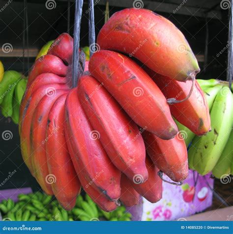 rote banane stockfoto bild von philippinen unterschiedlich