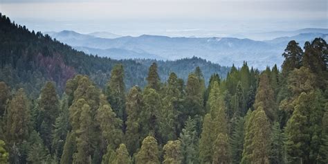 californias drought  killed   million trees    year